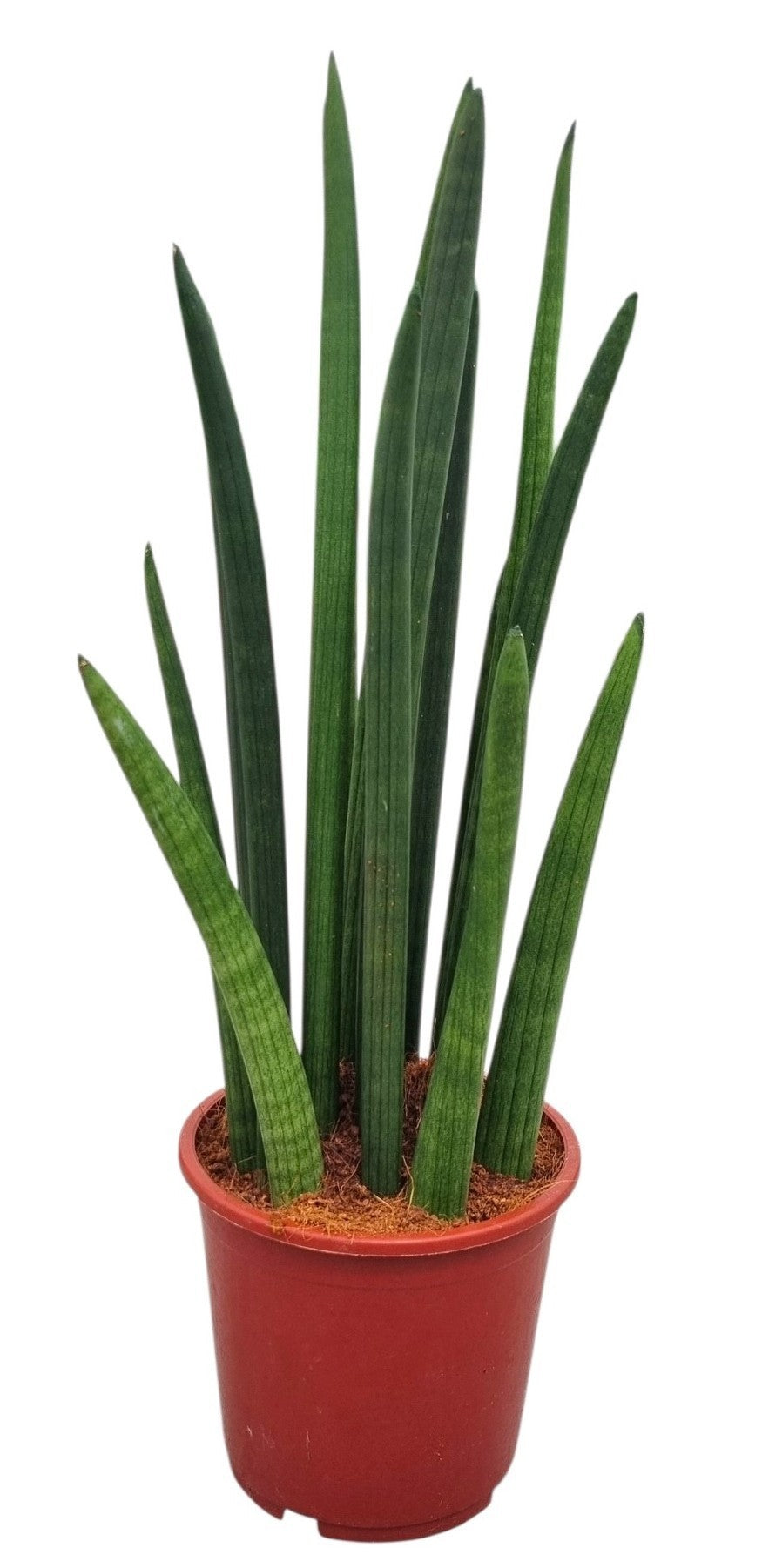 Sansevieria cylindrica 55cm 17cm Pot