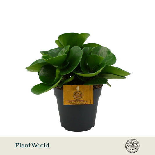 Peperomia obtusifolia Green 20cm 12cm Pot