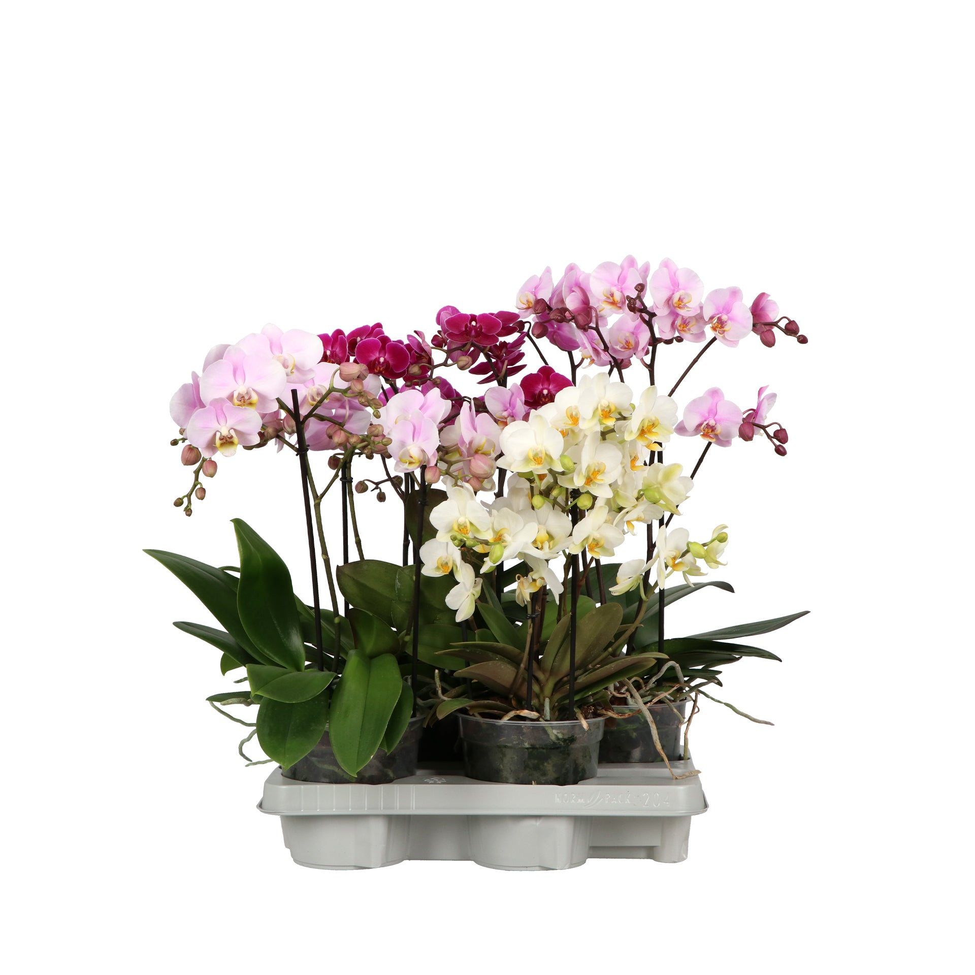 Phalaenopsis mix 50cm 15cm Pot