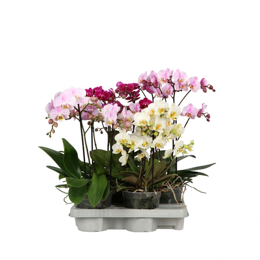 Phalaenopsis mix 50cm 15cm Pot