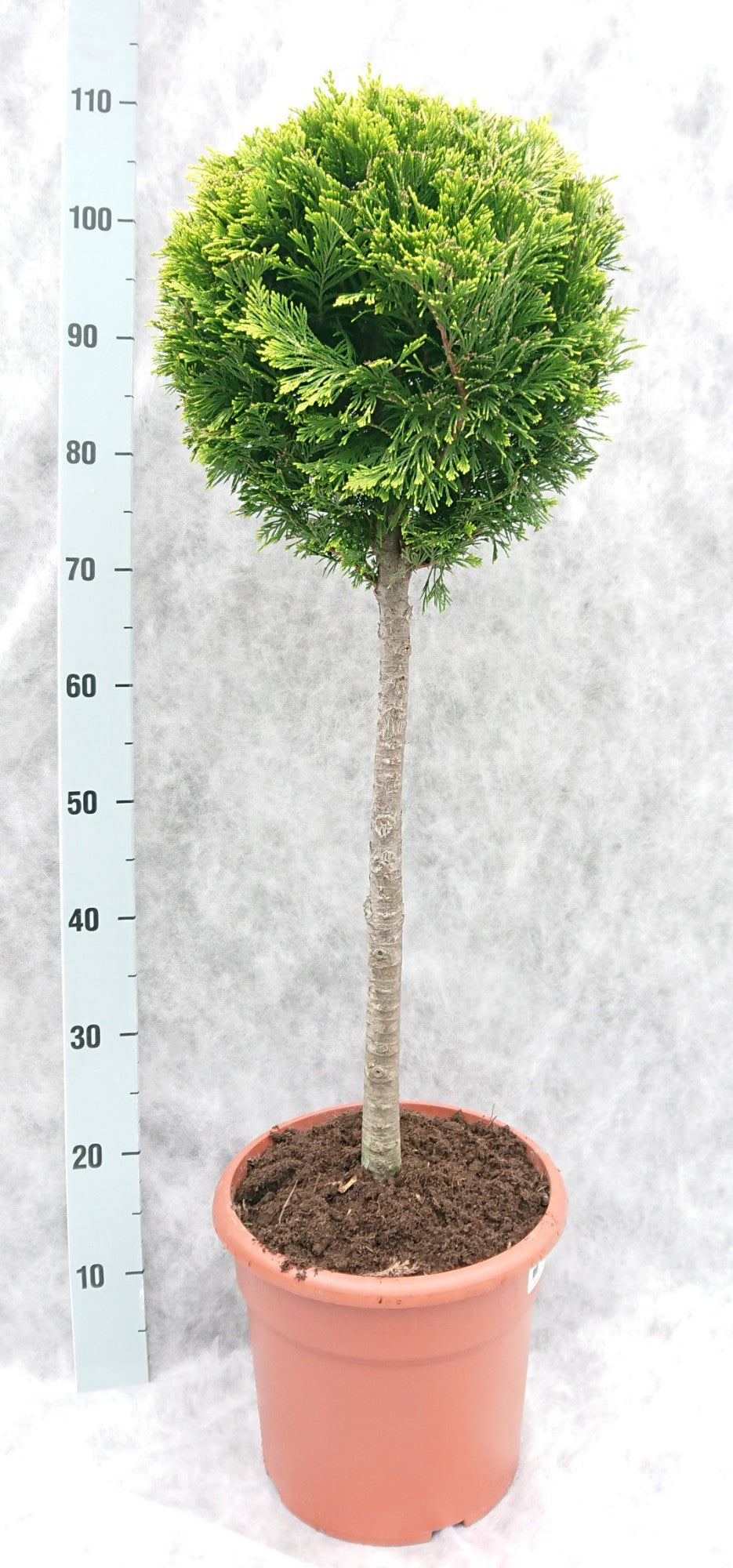 Chamaecyparis Ivonne 100cm 26cm Pot