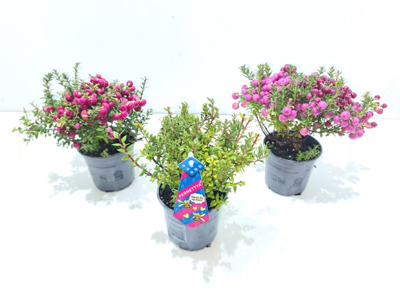Gaultheria mucronata 15cm 10.5cm Pot