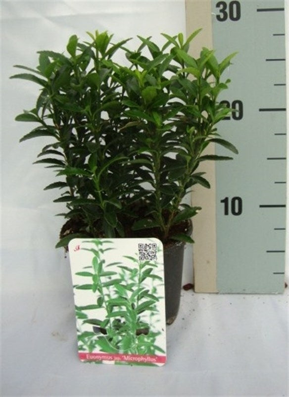 Euonymus jap. Microphyllus 25cm 13cm Pot