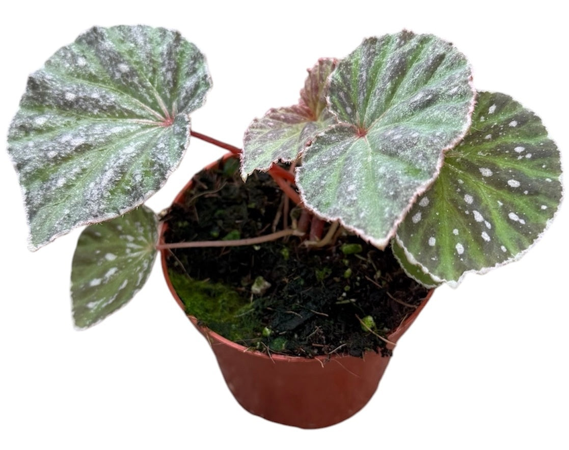 Begonia Cottage Bright Red 12cm 8cm Pot