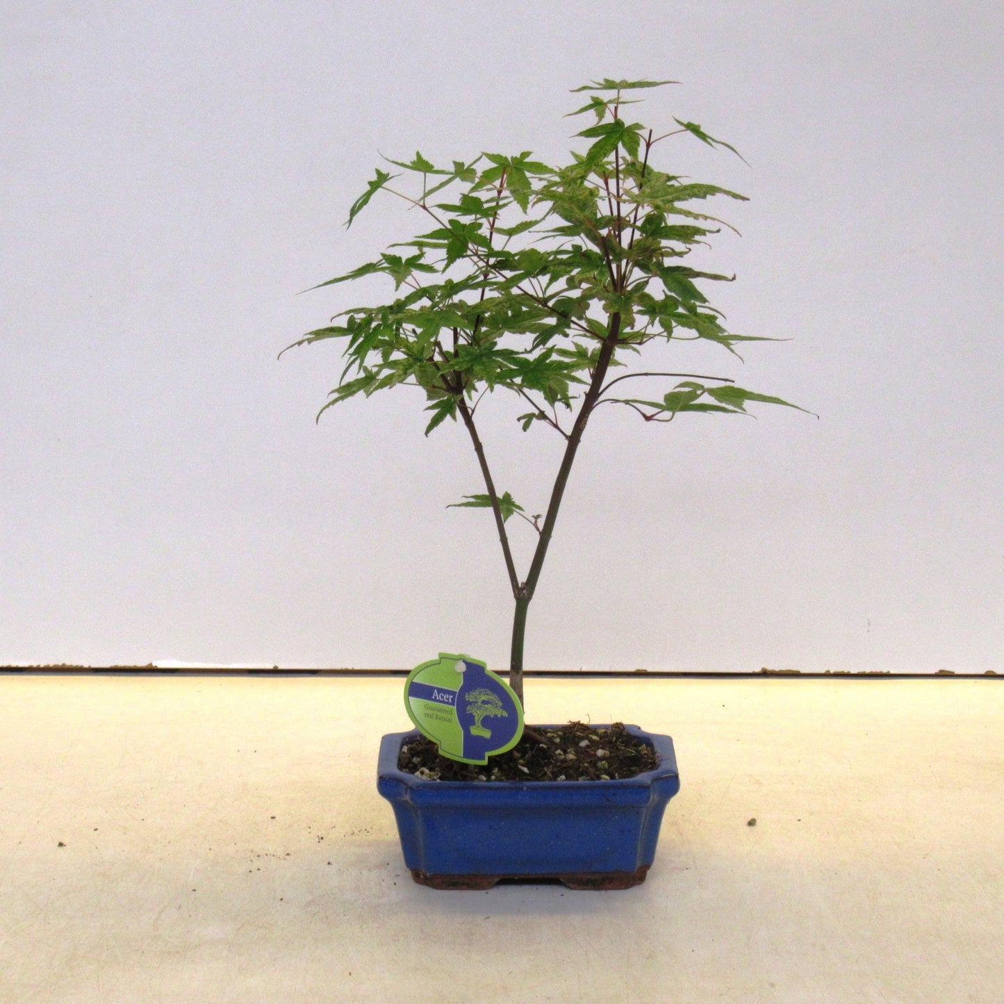 Acer Beni-maiko 25cm 15cm Pot