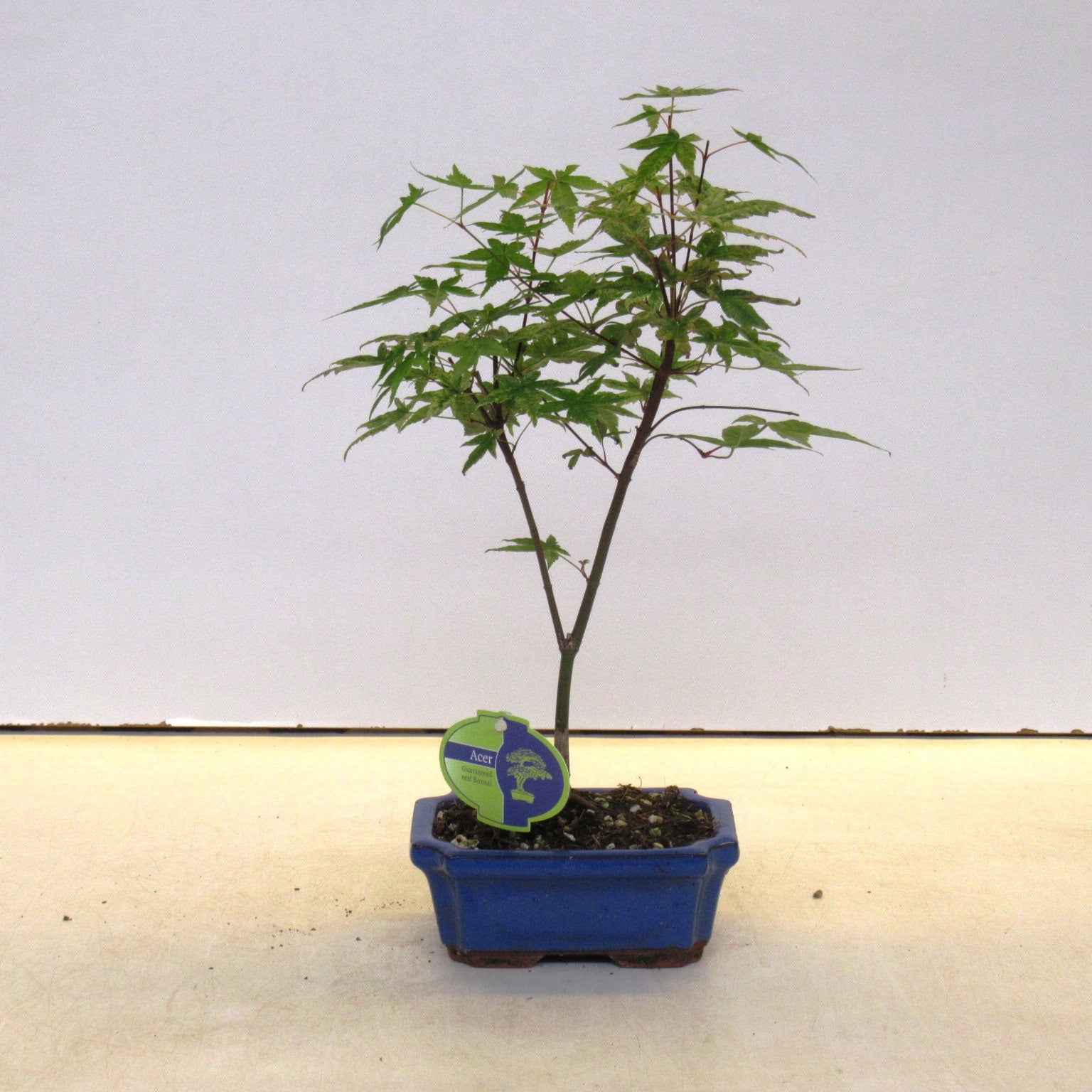 Acer Beni-maiko 25cm 15cm Pot
