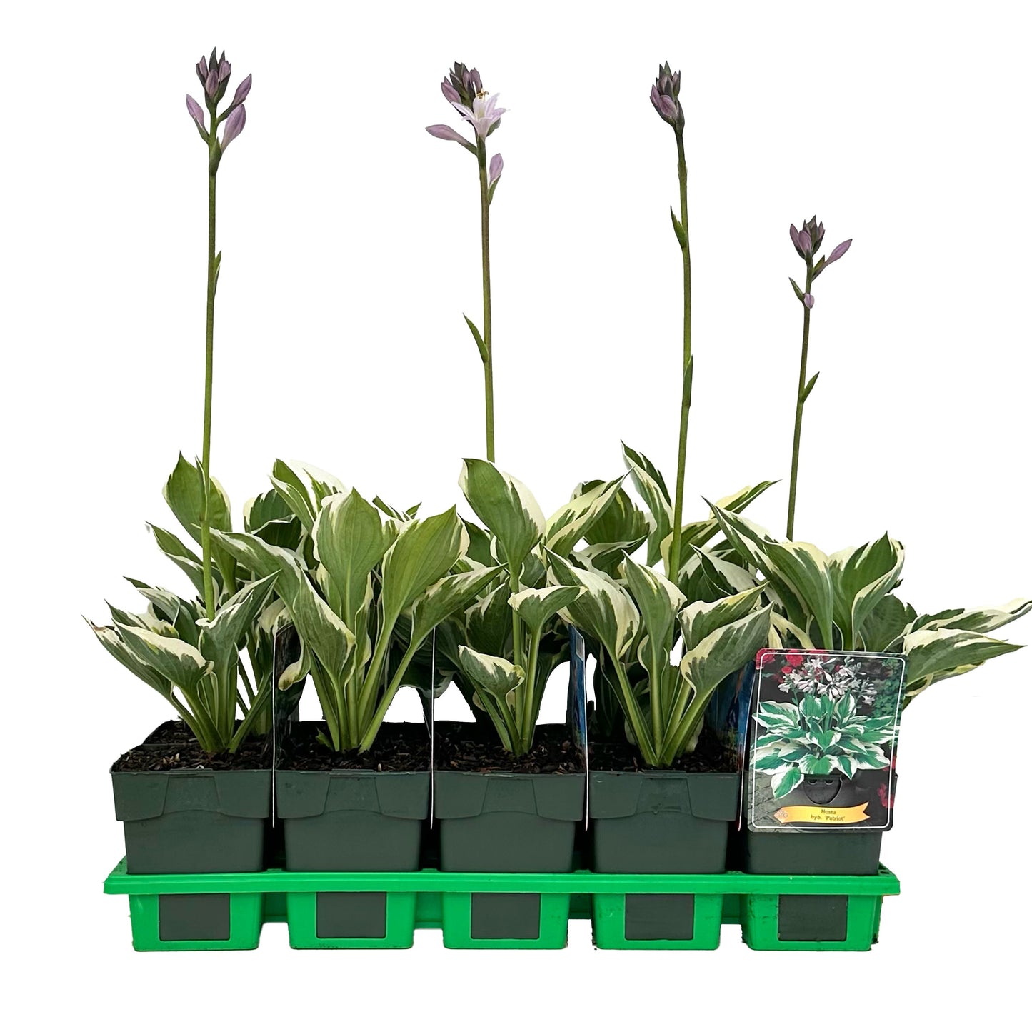 Hosta Patriot 25cm 11cm Pot