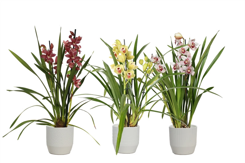 Cymbidium mix 50cm 12cm Pot