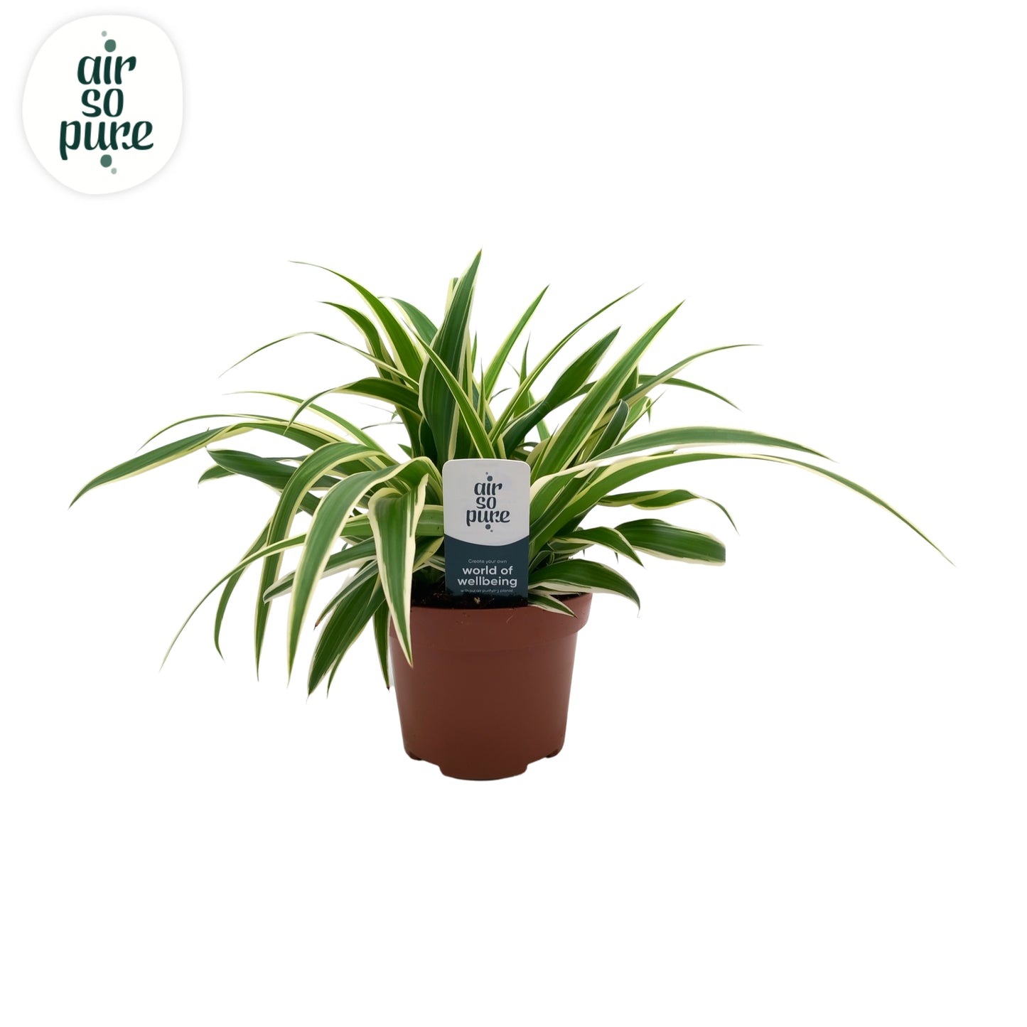 Chlorophytum Vittatum 25cm 13cm Pot