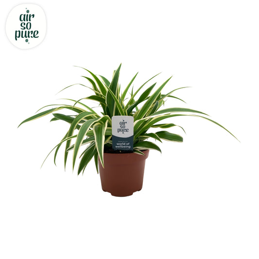 Chlorophytum Vittatum 25cm 13cm Pot