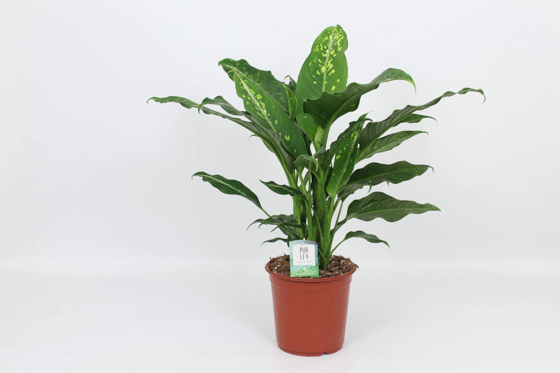 Elstgeest Potplanten Dieffenbachia Galaxy Pack of 1