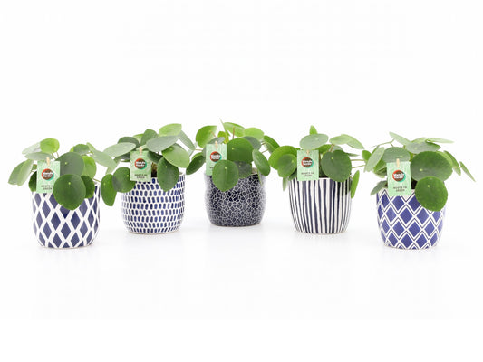 Pilea peperomioides 25cm 13cm Pot