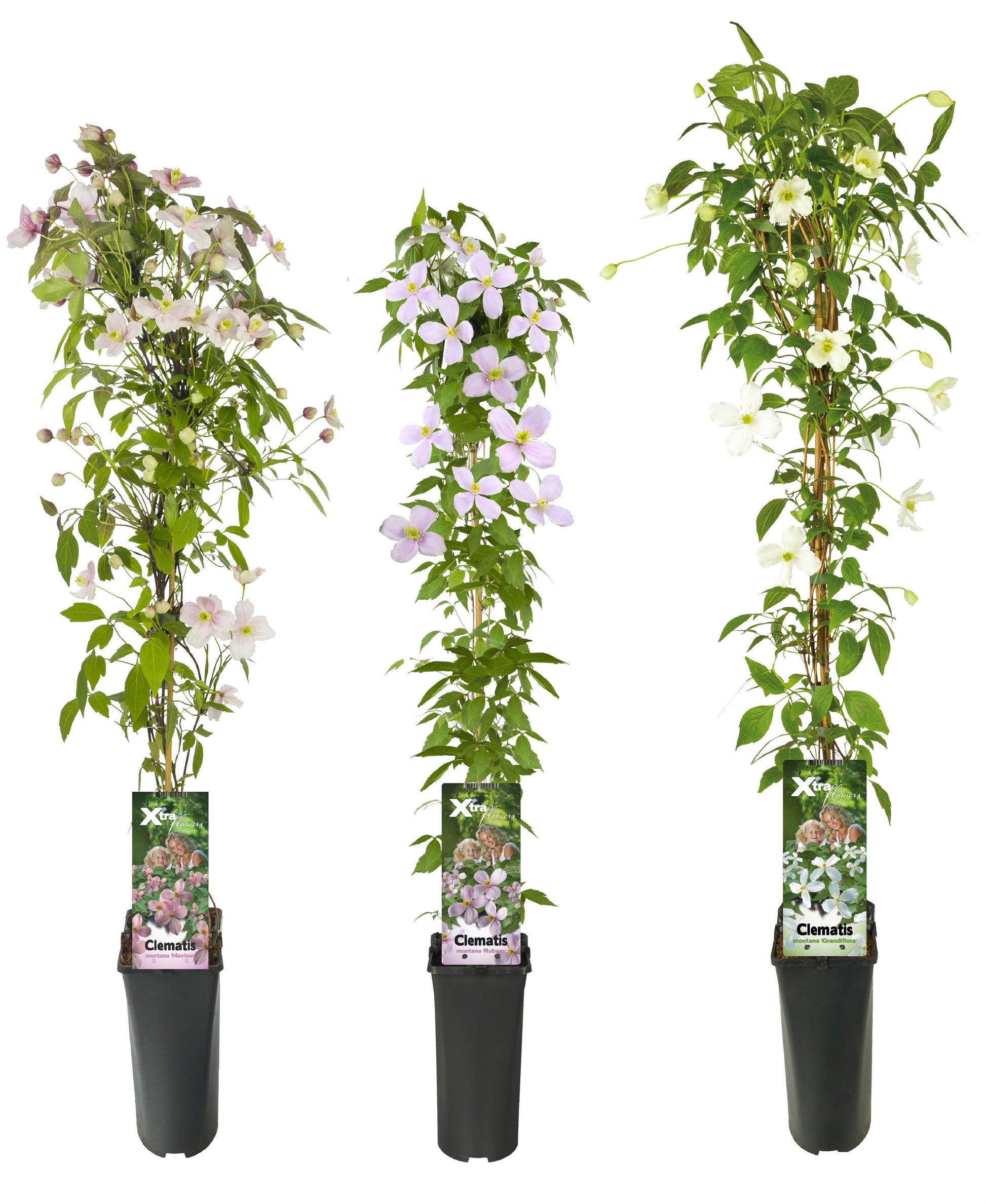 Climbers Mix 90cm 17cm Pot