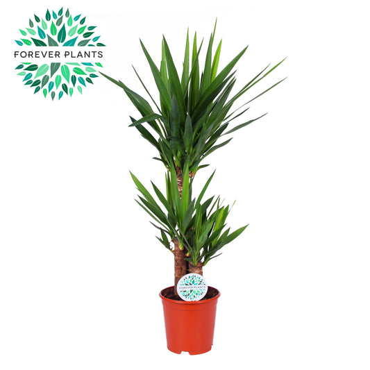 Yucca elephantipes 95cm 21cm Pot