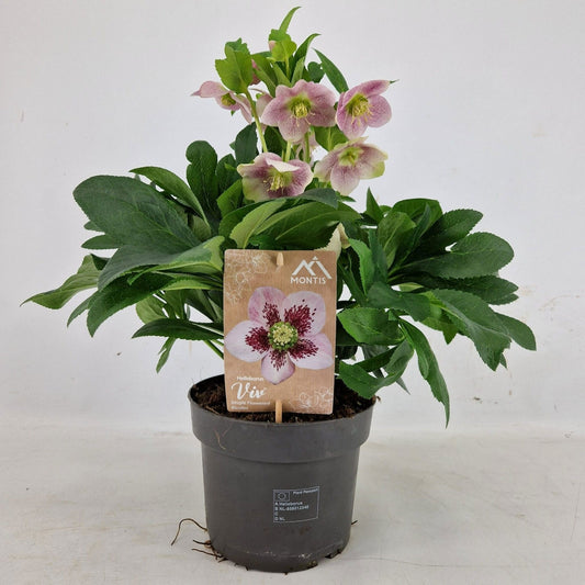 Helleborus orientalis 35cm 19cm Pot