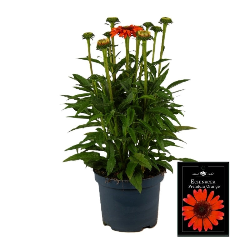 Echinacea SunSeekers Orange 50cm 19cm Pot