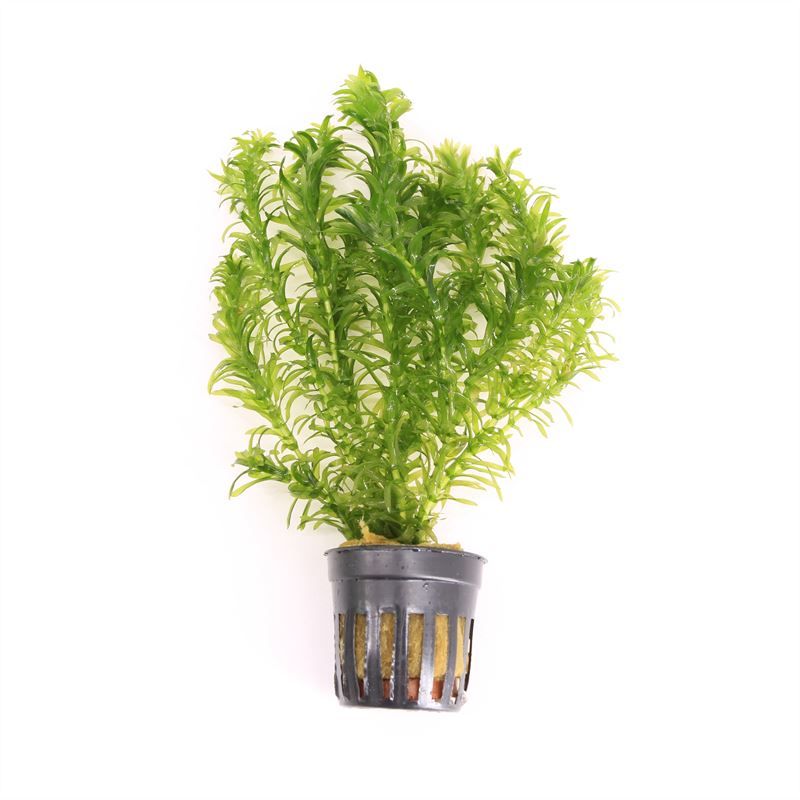 Waterplkw R. Moerings Egeria densa Pack of 6
