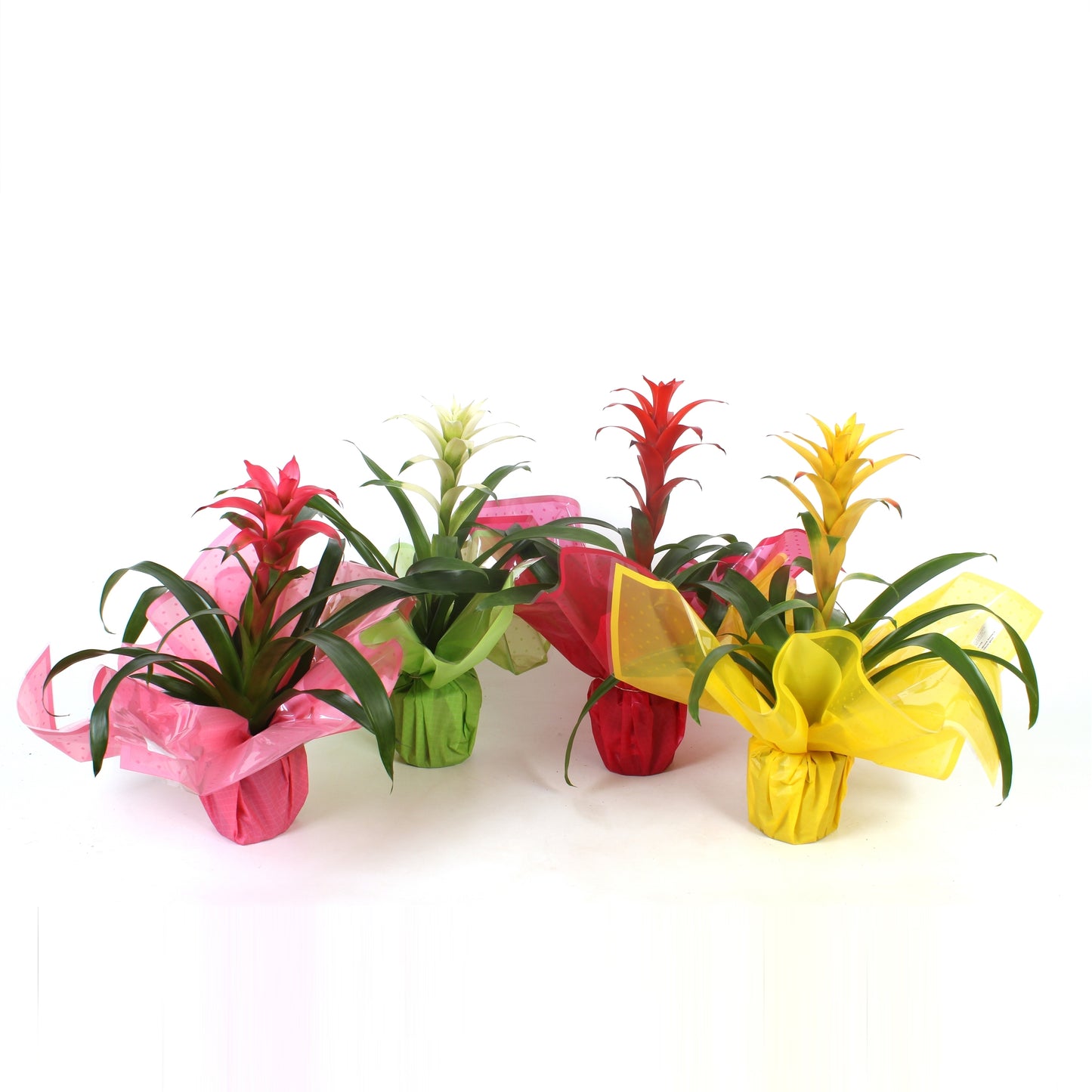 Guzmania mix 45cm 12cm Pot