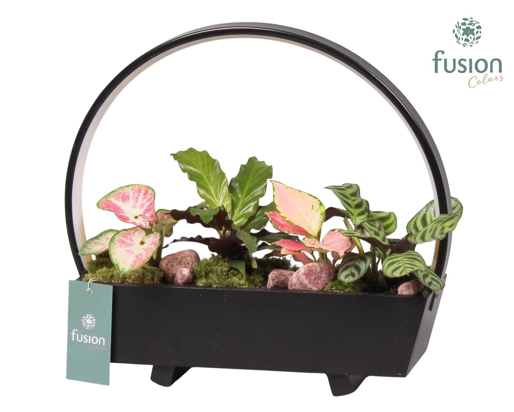 Lamp LED boog hout met Trendy groene planten 29cm 32cm Pot