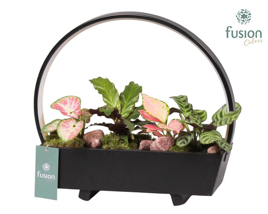 Houten Tafellamp LED boog hout met Trendy groene planten 4pp 29cm 32cm Pot