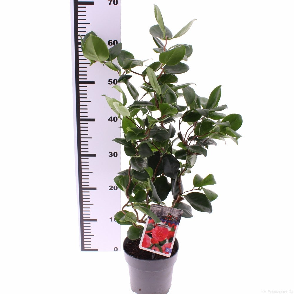 Camellia japonica mix 30cm 15cm Pot