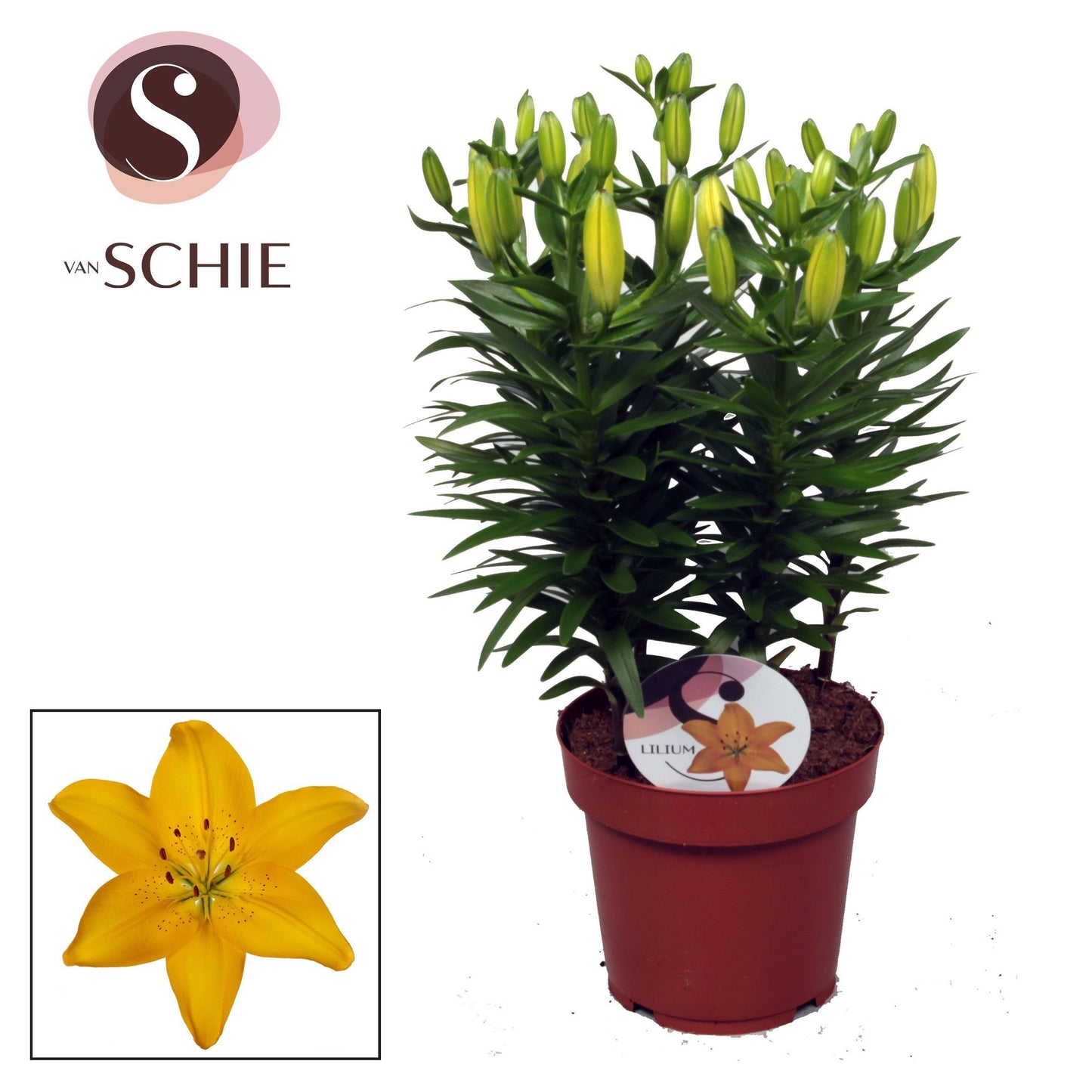 Schie Van Lilium az. Golden Matrix Pack of 5