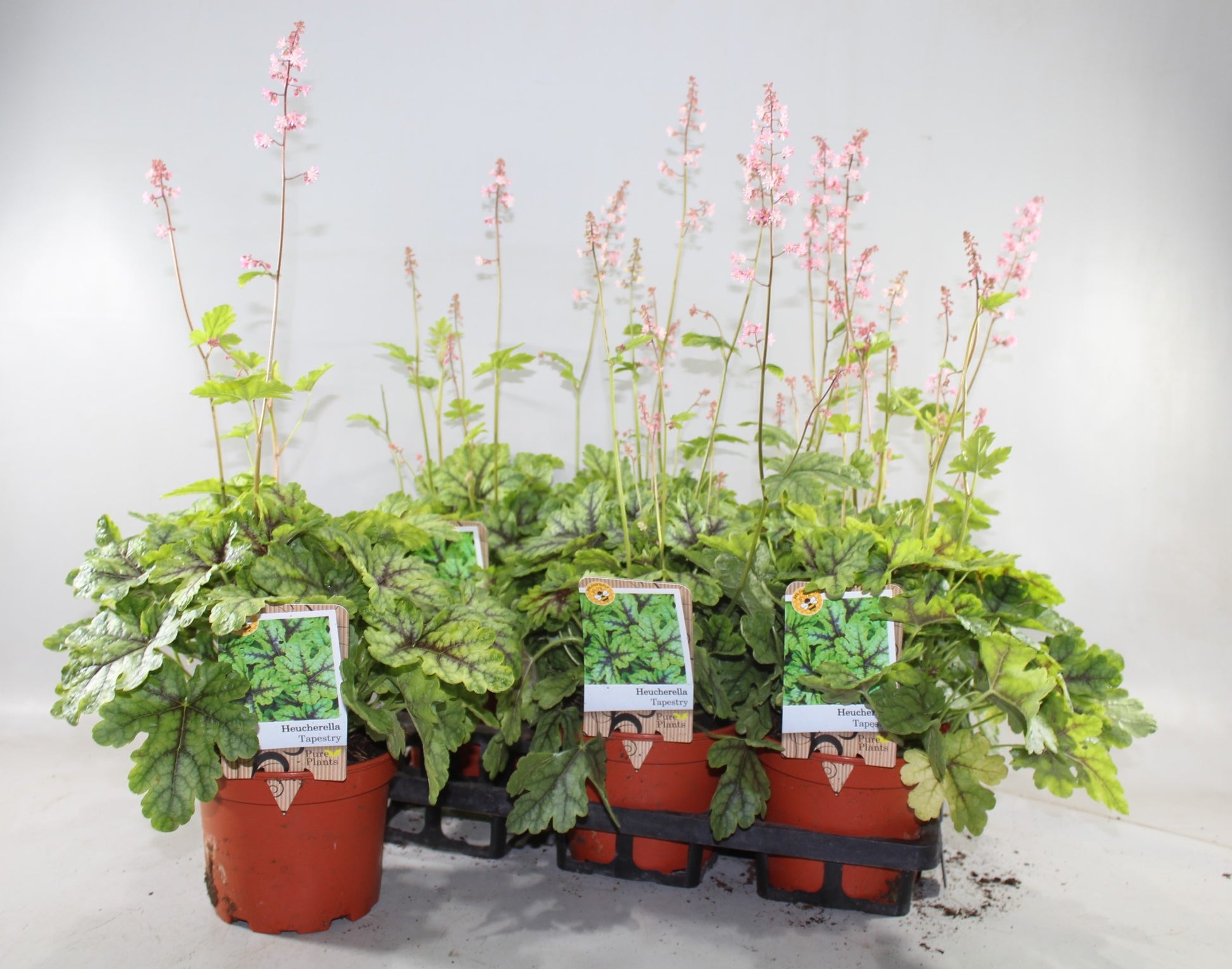 Heucherella tiarelloides 25cm 17cm Pot
