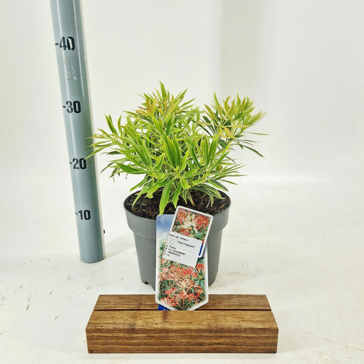 pieris-japonica-flaming-silver-30cm-19cm-pot