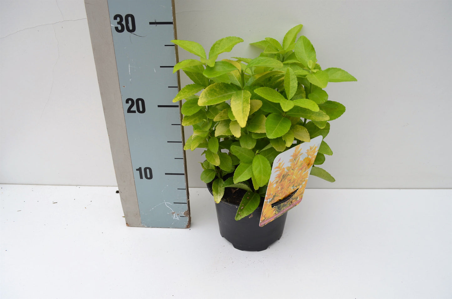 Euonymus Eldorado 15cm 13cm Pot