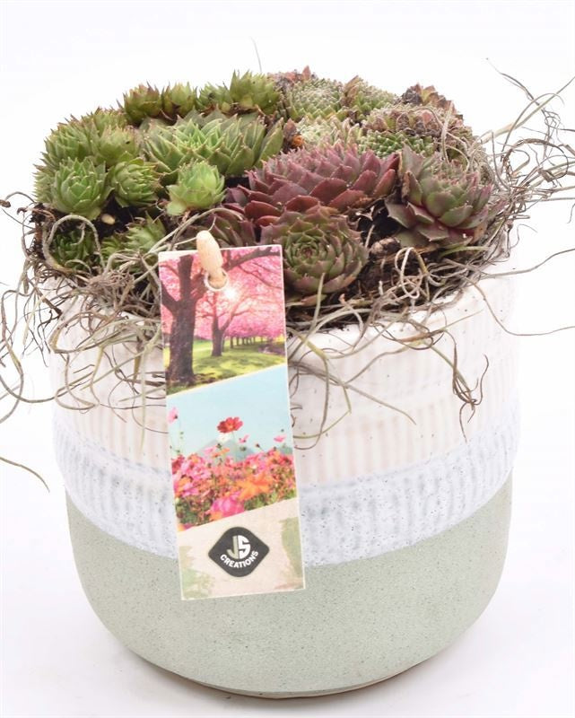 arr. Sempervivum 12cm Pot
