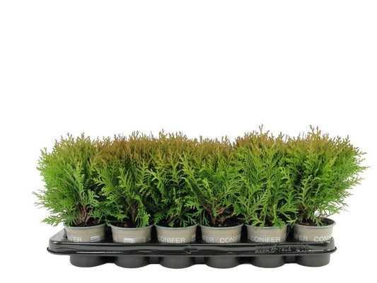 Thuja occidentalis Danica 17cm 9cm Pot
