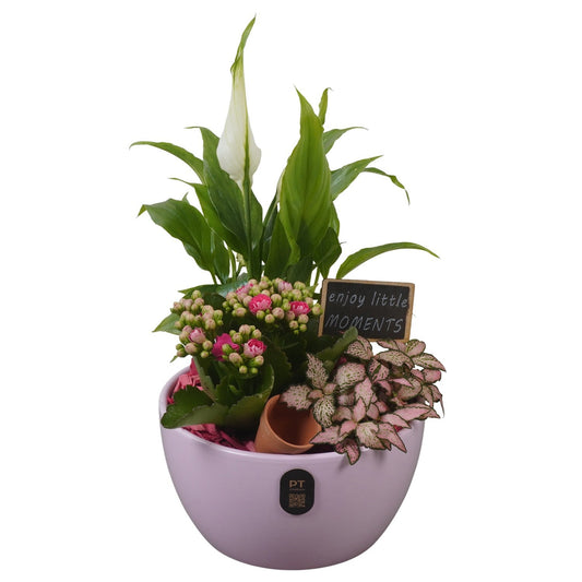 Indoor arrangement 31cm 16cm Pot