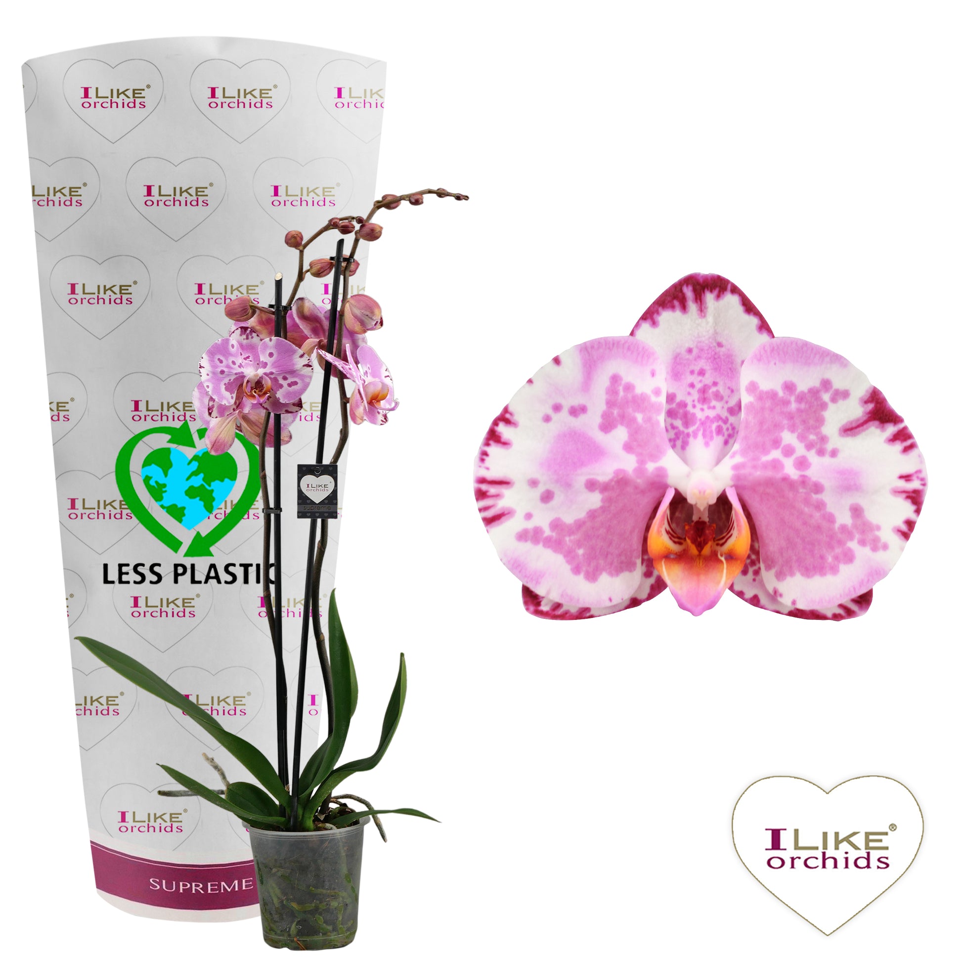 Phalaenopsis Ismaeli 65cm 12cm Pot