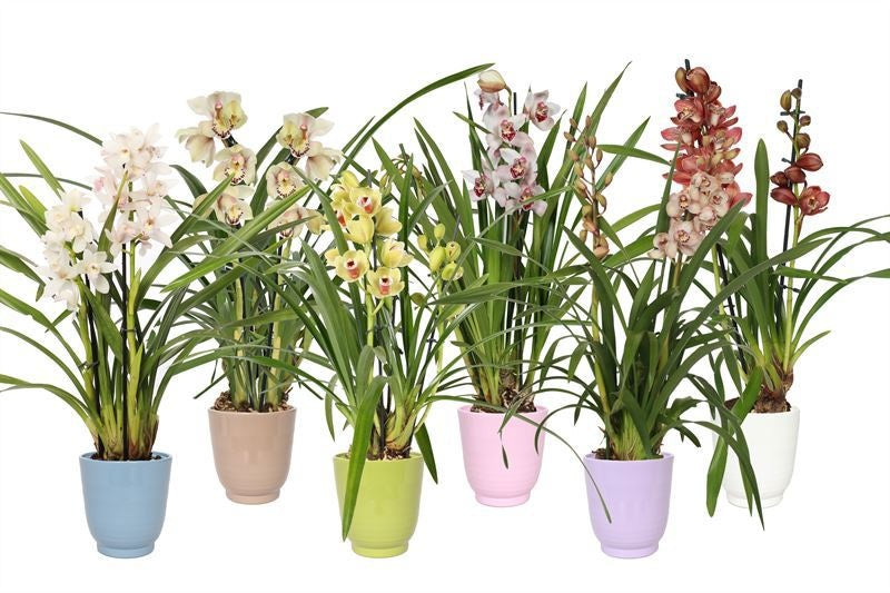 Cymbidium mix 50cm 12cm Pot