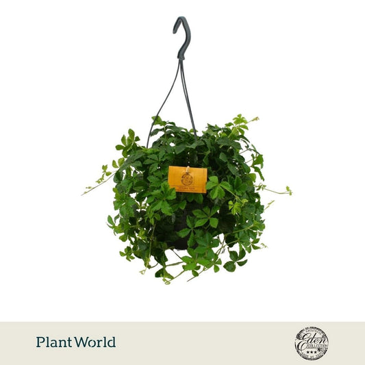 Parthenocissus inserta 25cm 15cm Pot