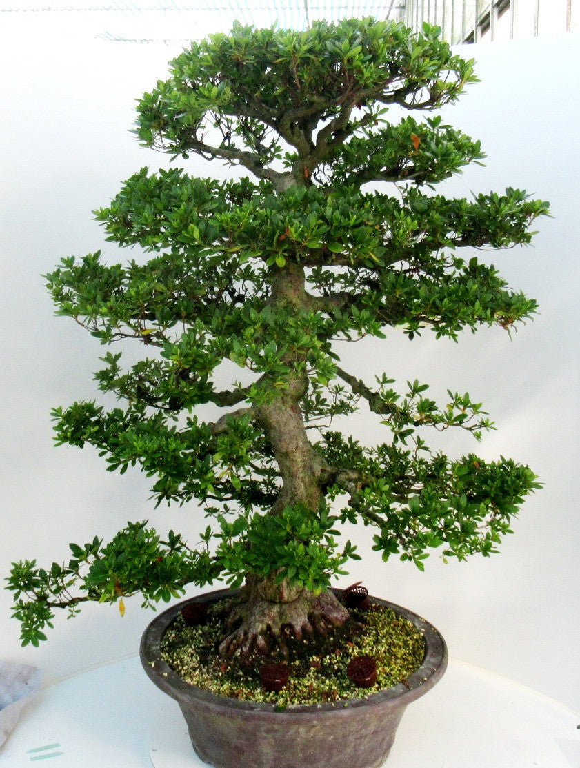 Bonsai Metasequoia Forest 115cm 51cm Pot