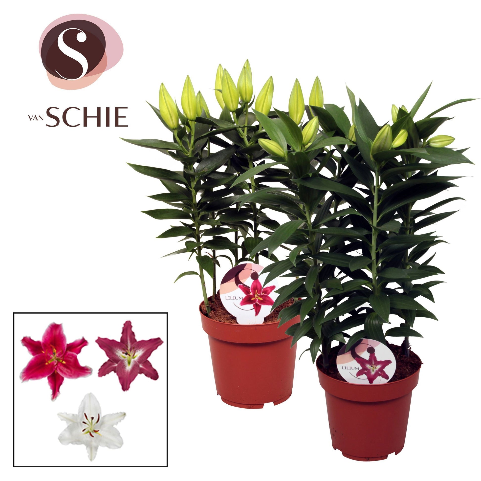 Lilium oriental mix 50cm 19cm Pot