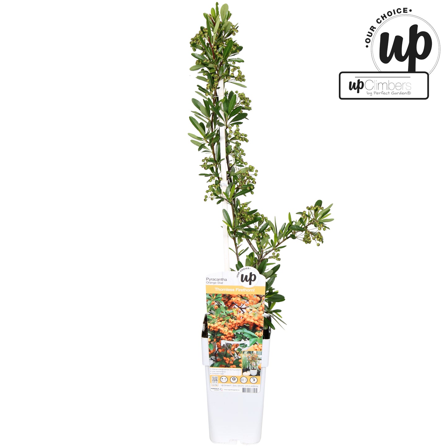 Pyracantha coccinea Orange Star 65cm 15cm Pot