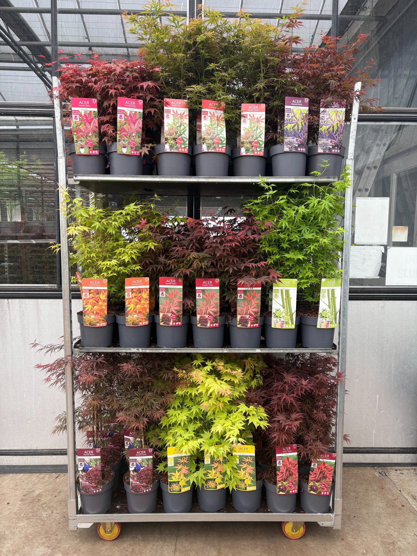 Acer palmatum 45cm 19cm Pot