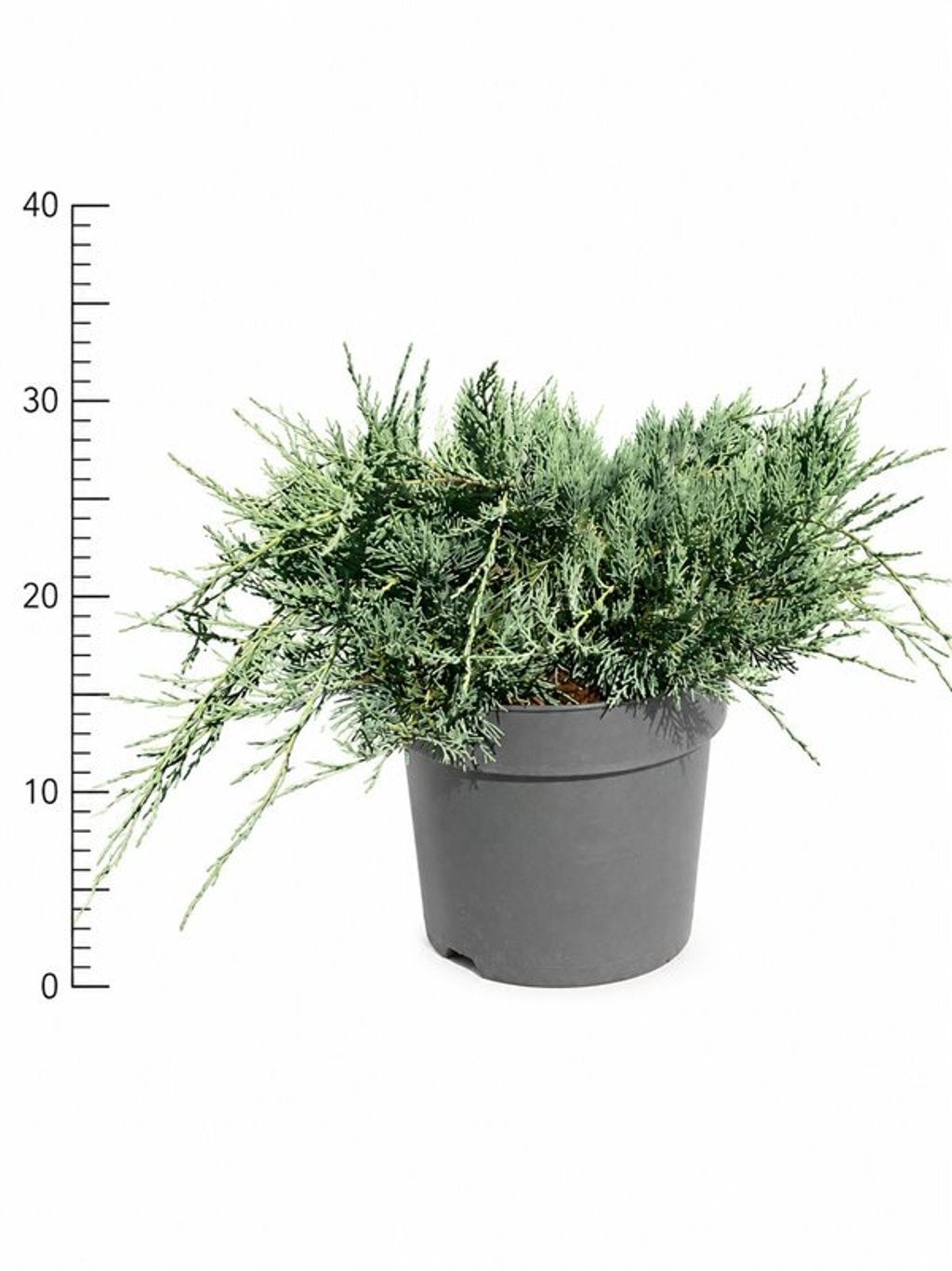 Juniperus virginiana Grey Owl 50cm 26cm Pot