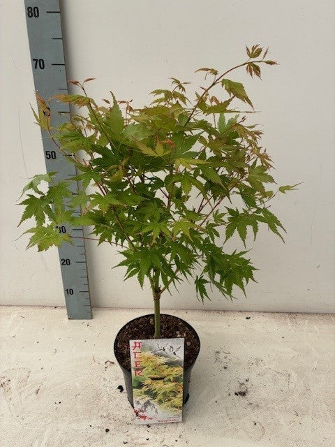 Acer Sangokaku 60cm 19cm Pot