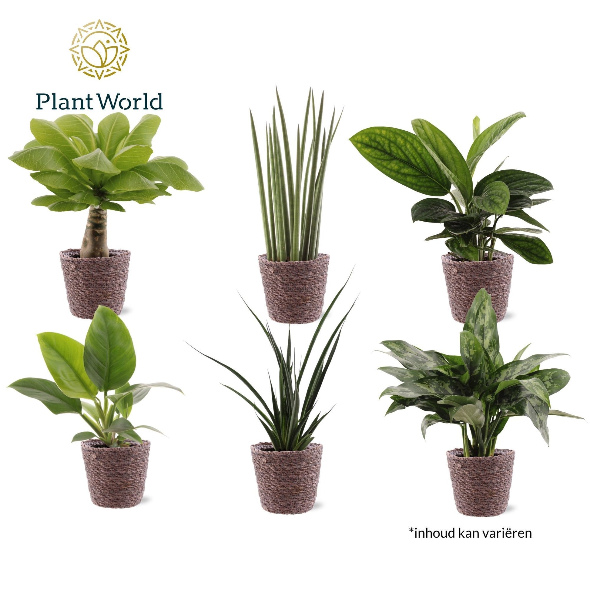 Foliage houseplants mix 40cm 12cm Pot