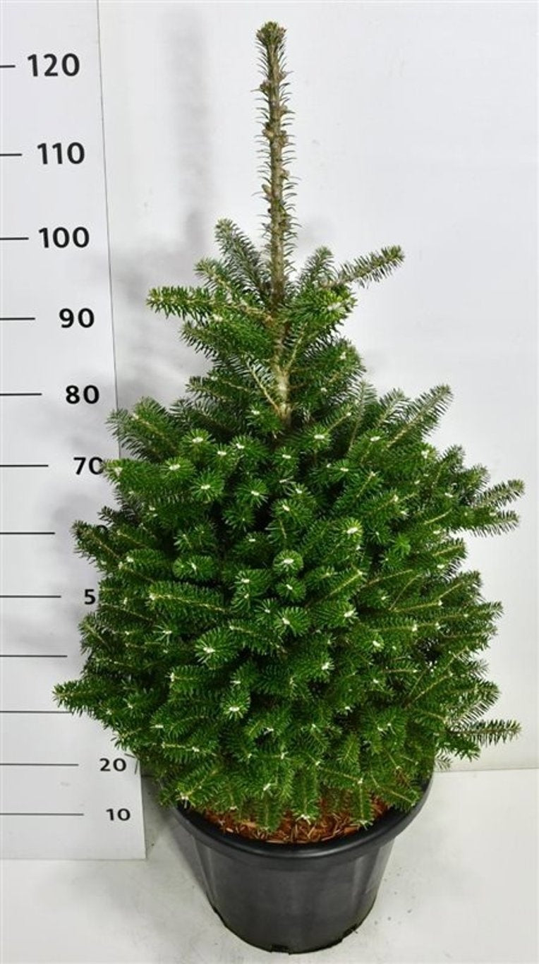 Abies koreana 130cm 38cm Pot