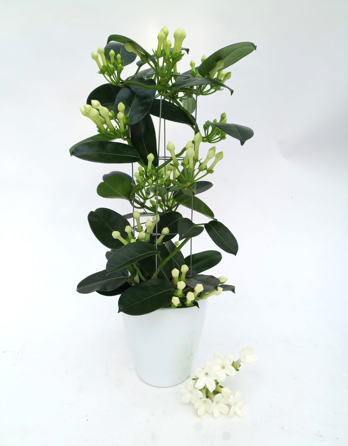Stephanotis floribunda 50cm 12cm Pot