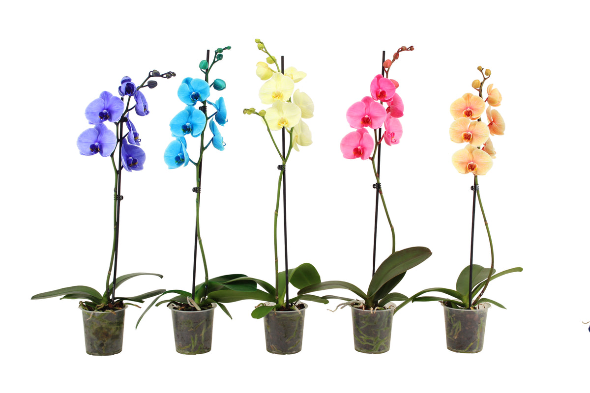 Phalaenopsis mix painted 55cm 12cm Pot