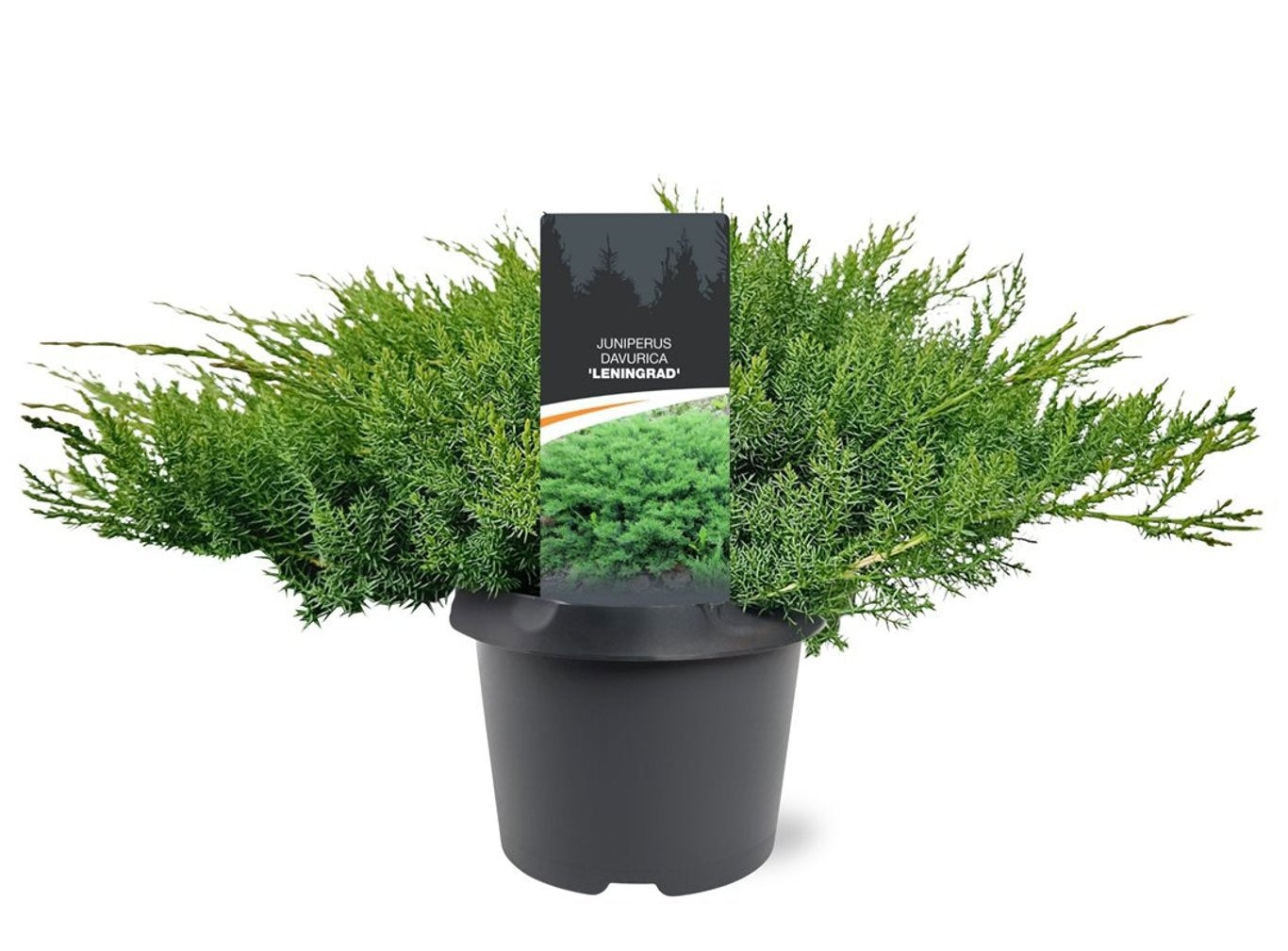 Juniperus mix 60cm 19cm Pot
