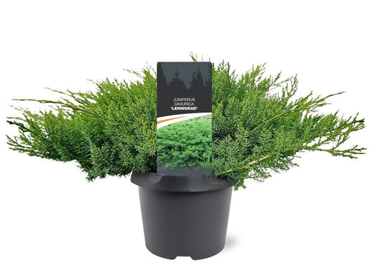 Juniperus mix 60cm 19cm Pot