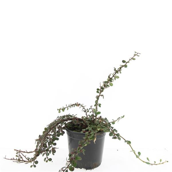Cotoneaster pro. Queen of Carpets 25cm 14cm Pot
