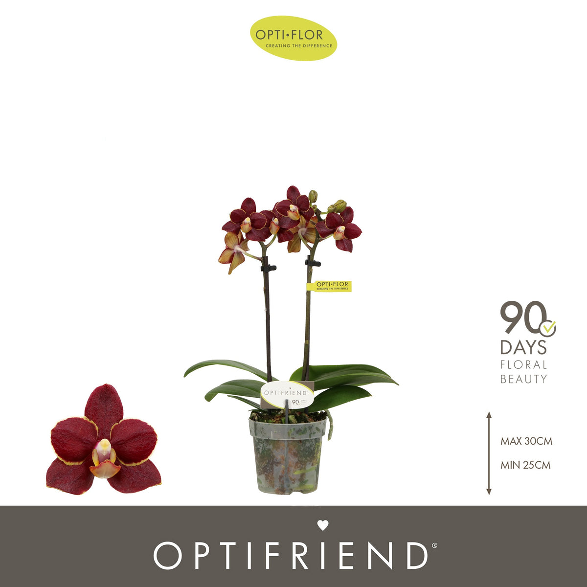Opti-Flor Phalaenopsis Esmee Pack of 8