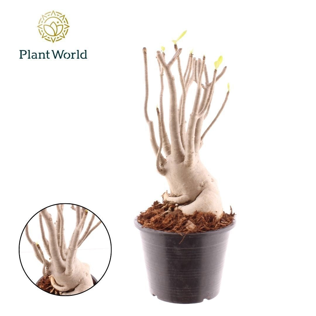 Adenium obesum 35cm 15cm Pot
